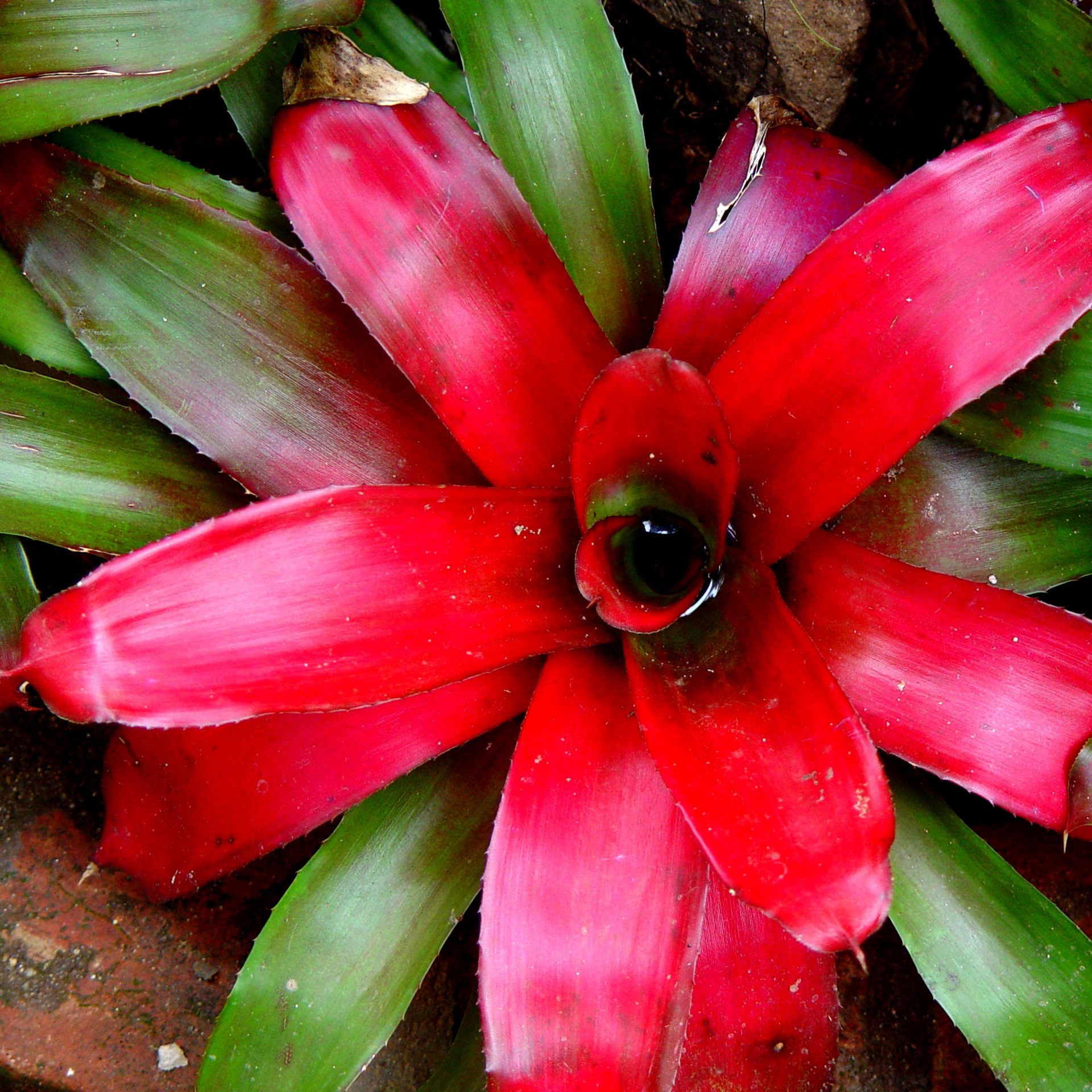 Red Bromeliad Tropical Plant Square Wallpaper