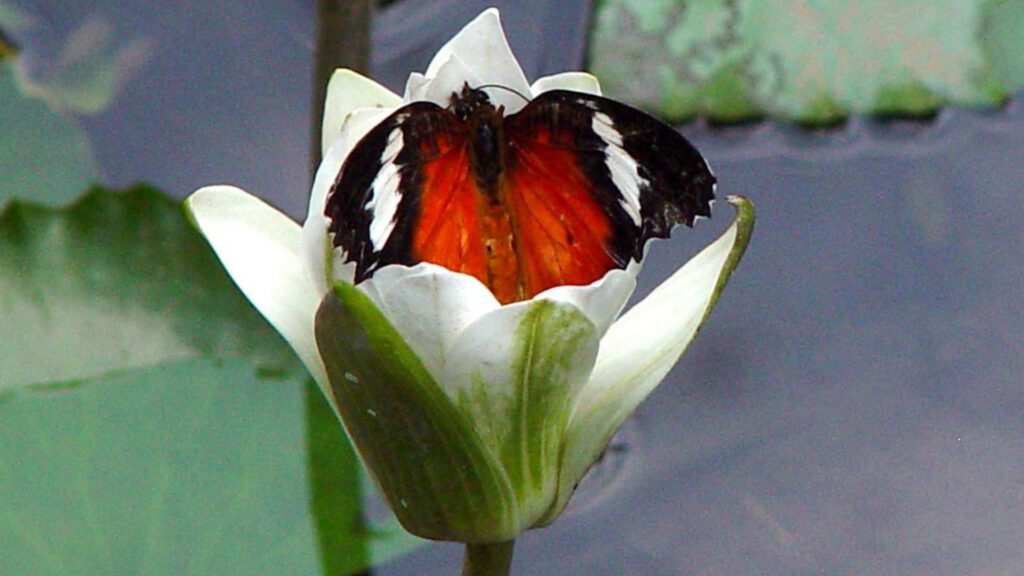 Red and black butterfly sitting inside a white lotus flower with soft background.