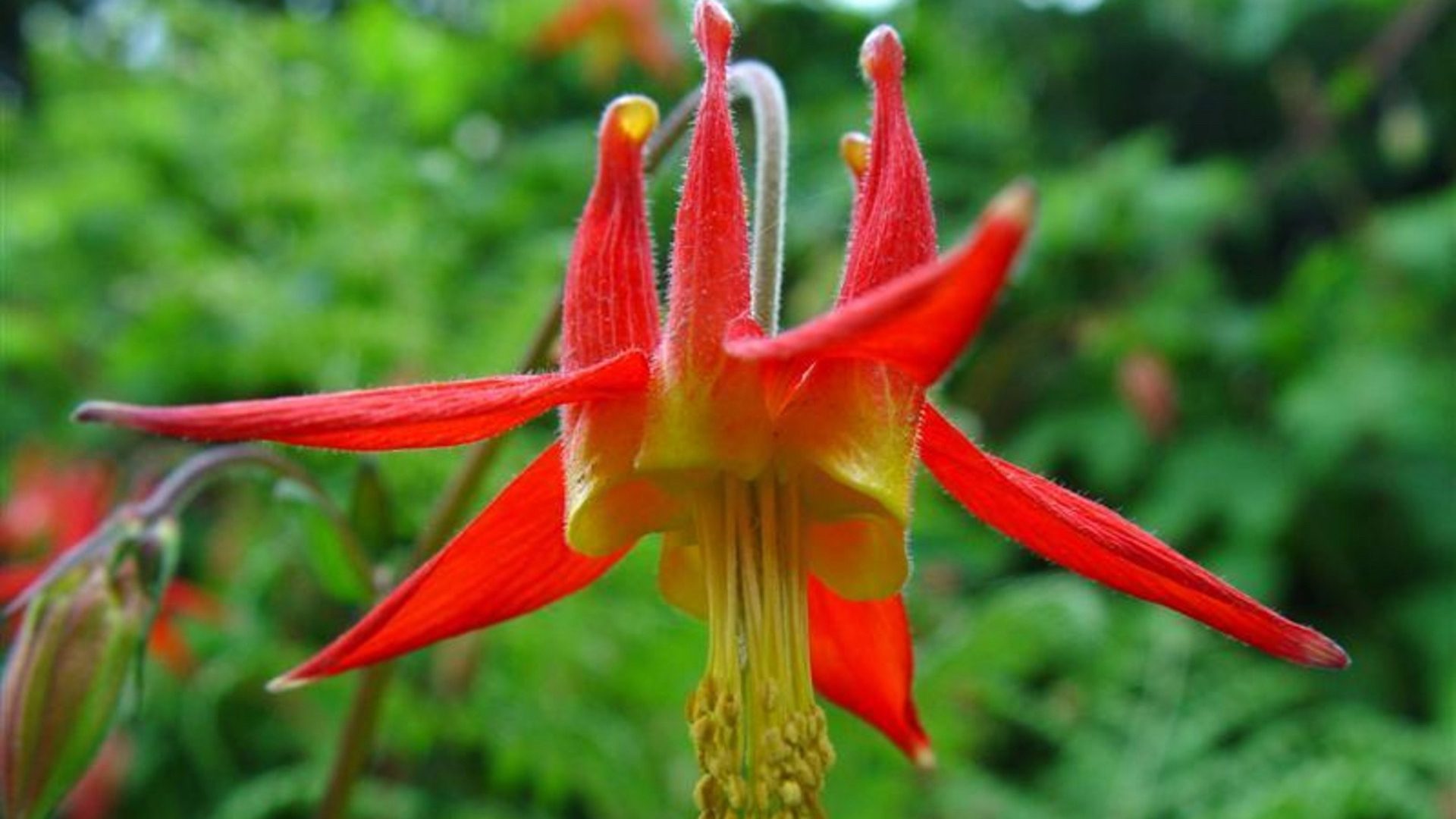 Red Columbine Flower Macro HD Wallpaper