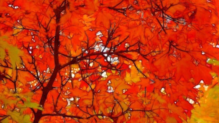Red Maple Leaves HD Wallpaper | Vibrant Fall Foliage Background