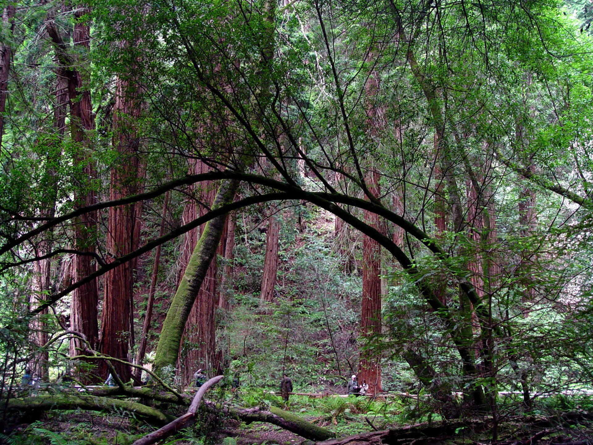 Redwood Forest Arching Trees HD Wallpaper | Lush Green Woodland
