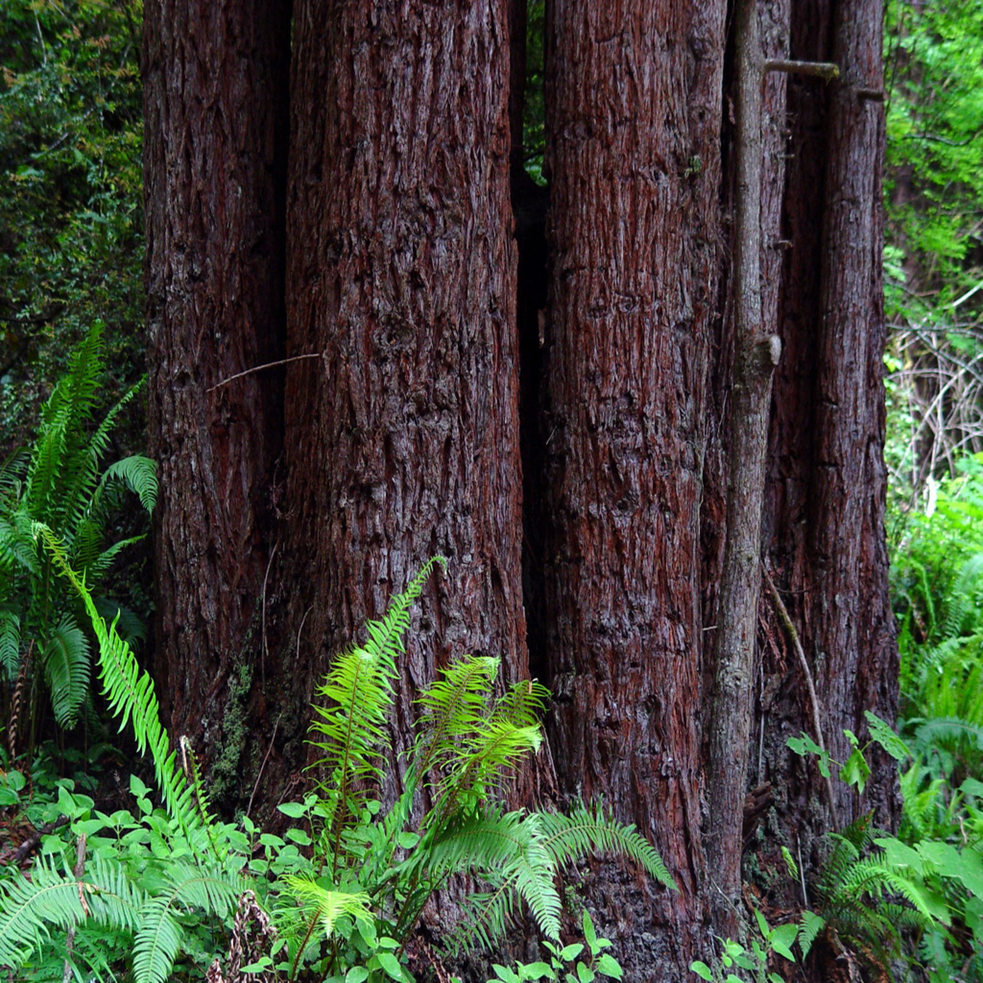 Redwood Tree Trunks Forest Wallpaper