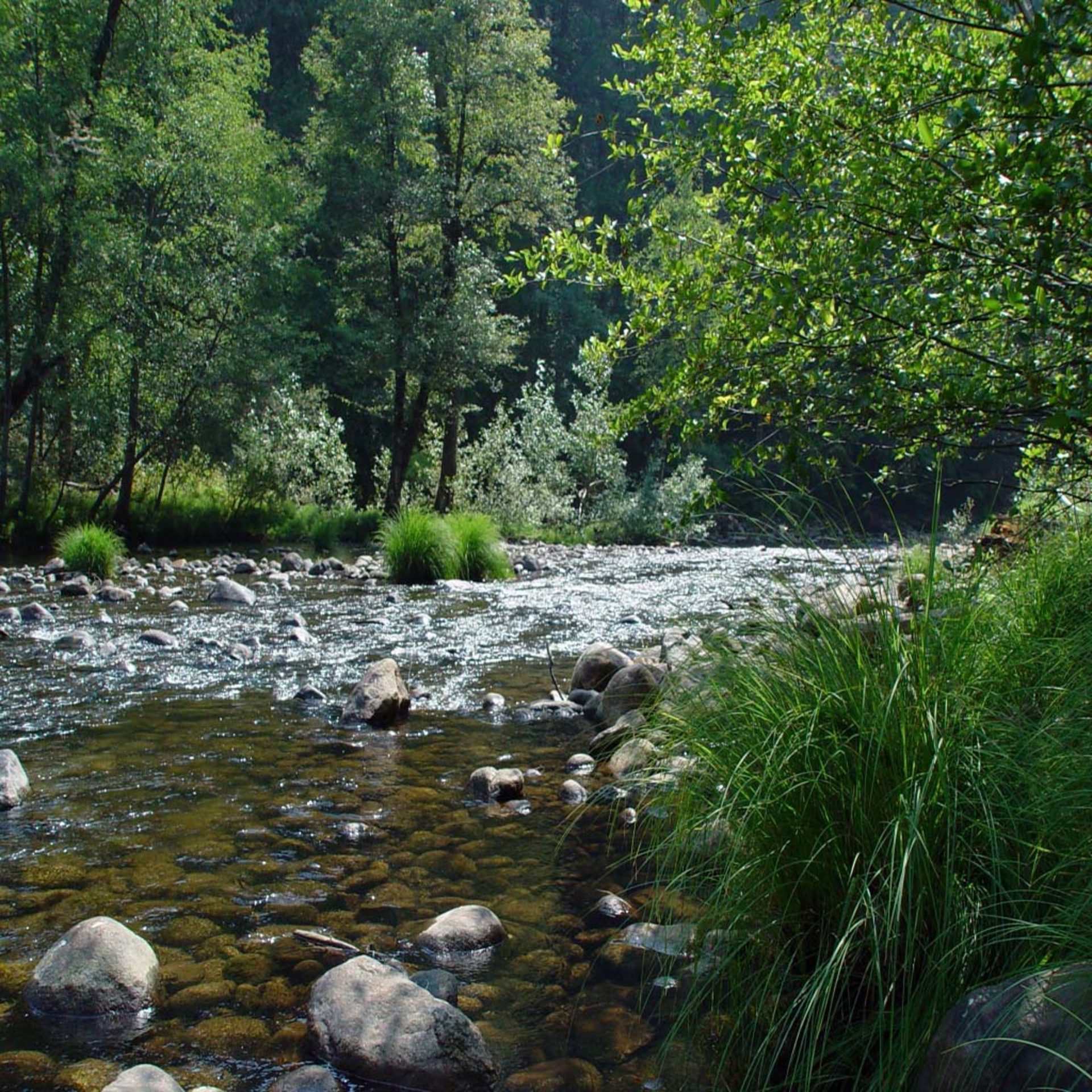 River Stream with Rocks and Forest Trees Wallpaper