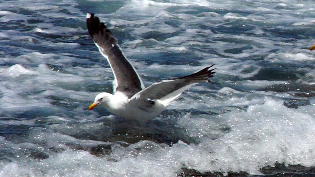 Koh Tao — The Vacation That Taught Me How I Like to Travel 10 A seagull landing on foamy ocean waves with wings spread