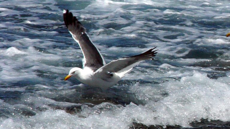 Seagull Landing in Ocean Waves QHD Wallpaper