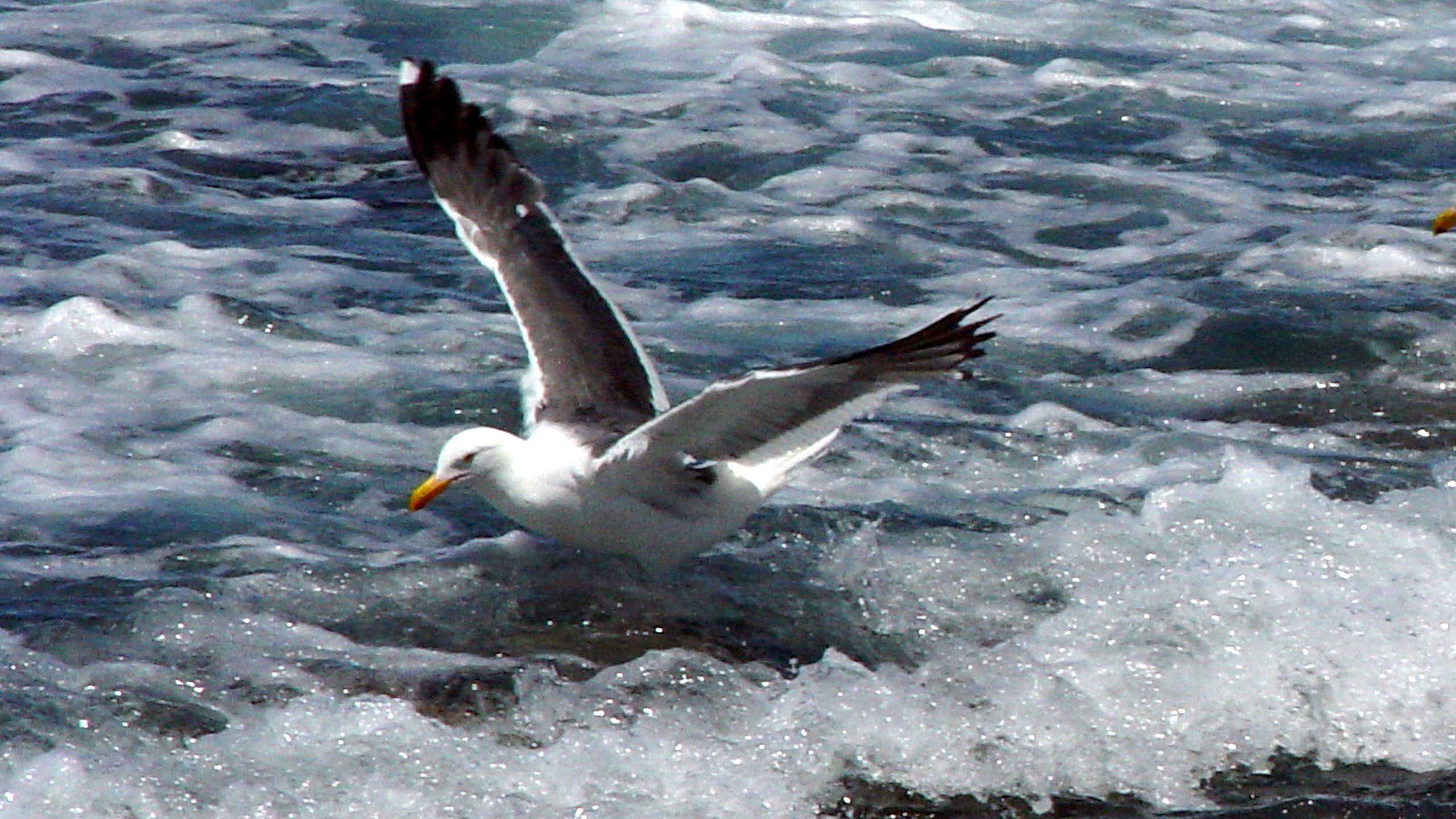 Seagull Landing in Ocean Waves QHD Wallpaper