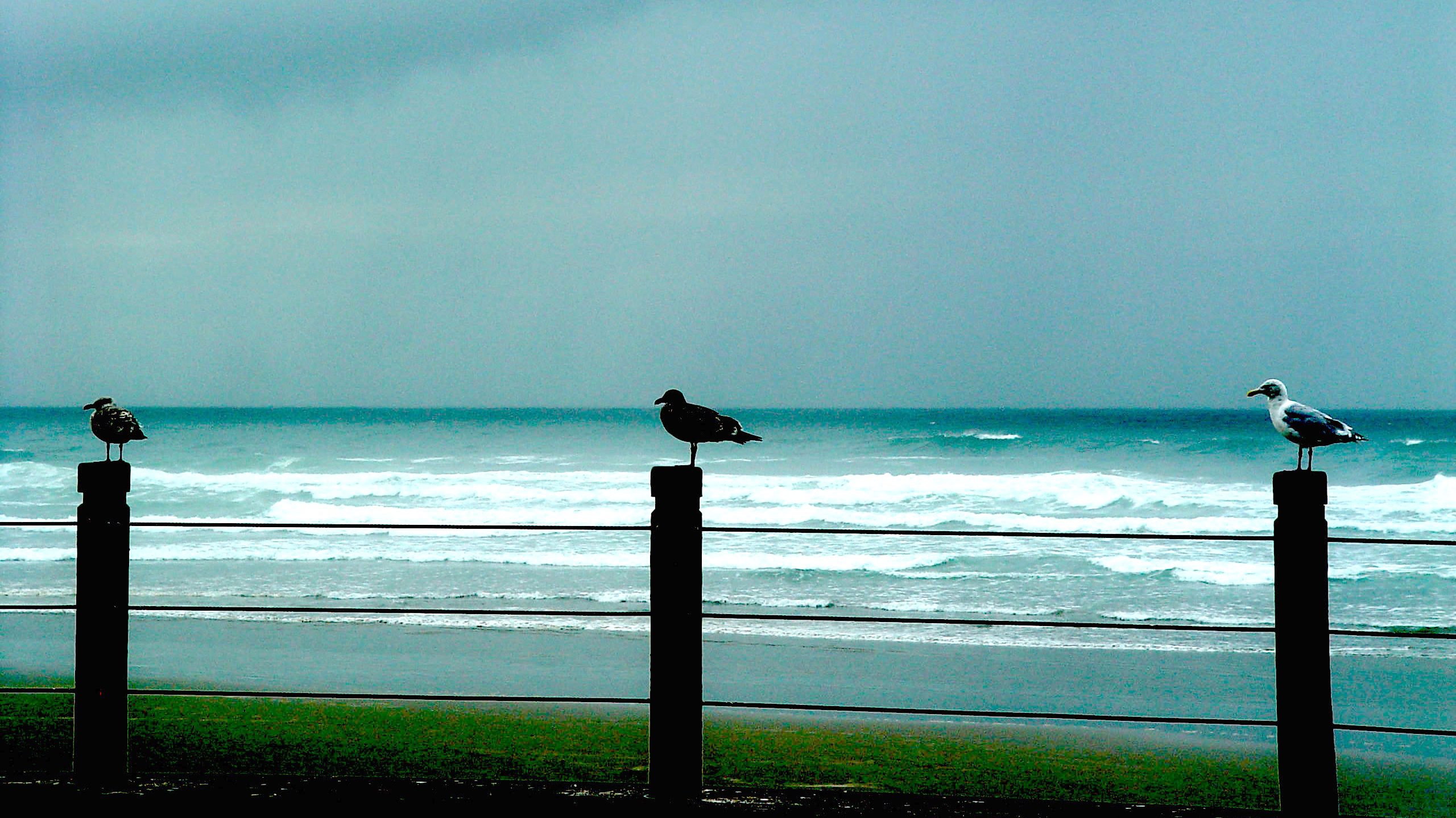 Seagulls on Coastal Fence – Minimal Ocean Scene