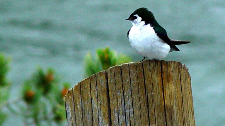 Small Bird Resting on Wooden Post HD Wallpaper