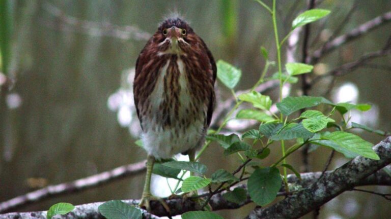 Small Bird Portrait HD Wallpaper | Forest Branch Wildlife Background