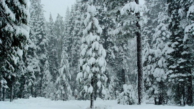 Snow-Covered Pine Forest in Heavy Winter Snowfall 4K Wallpaper