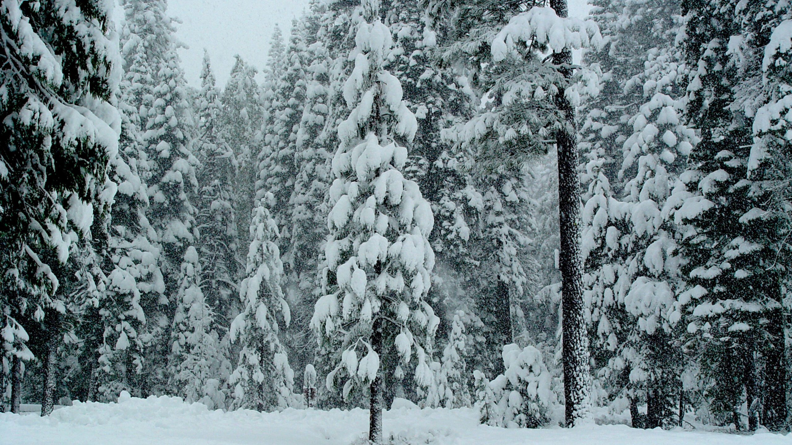 Snow-Covered Pine Forest in Heavy Winter Snowfall 4K Wallpaper