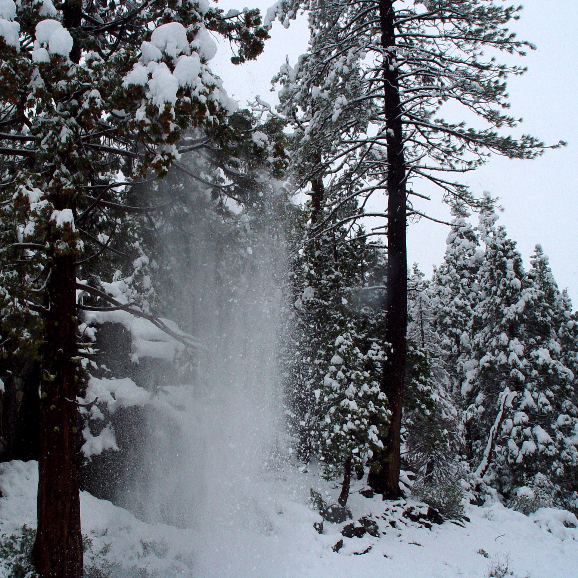 Snow Falling from Trees in Winter Forest HD Wallpaper