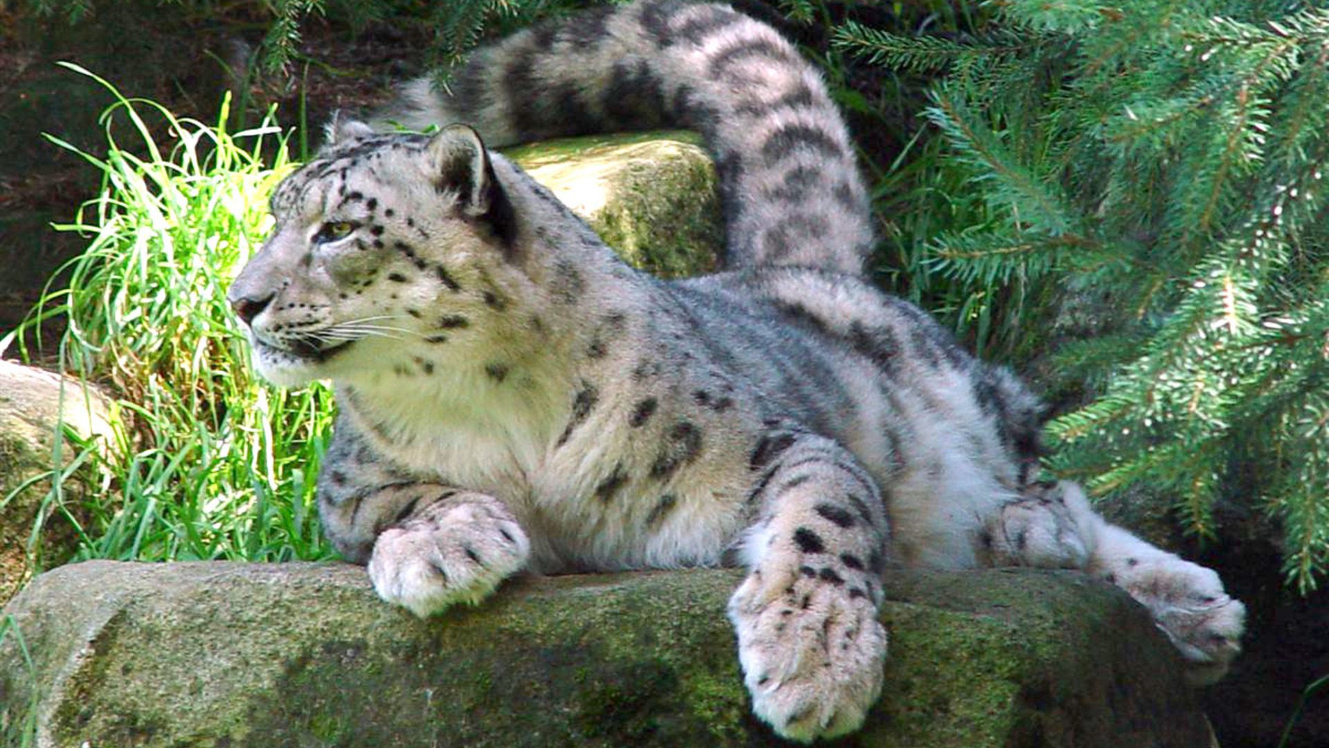Snow Leopard Resting on Rock Wildlife HD Wallpaper