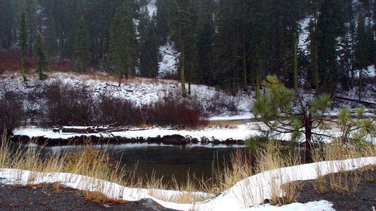 Snowy River Flowing Through Pine Forest 4K Wallpaper
