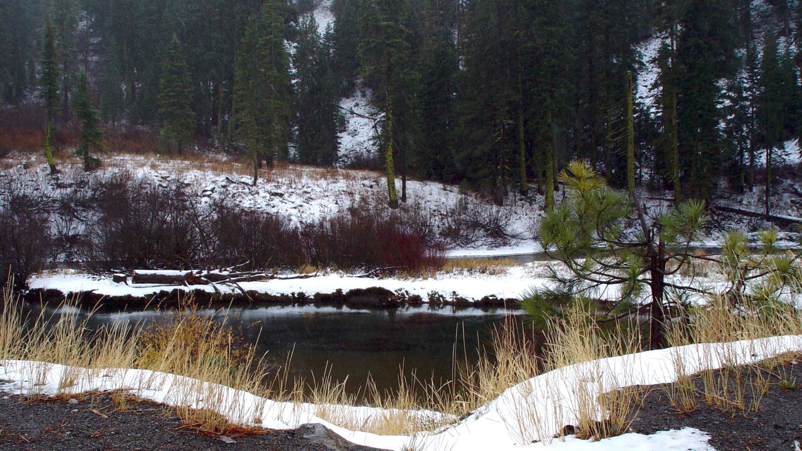 Snowy River Flowing Through Pine Forest 4K Wallpaper