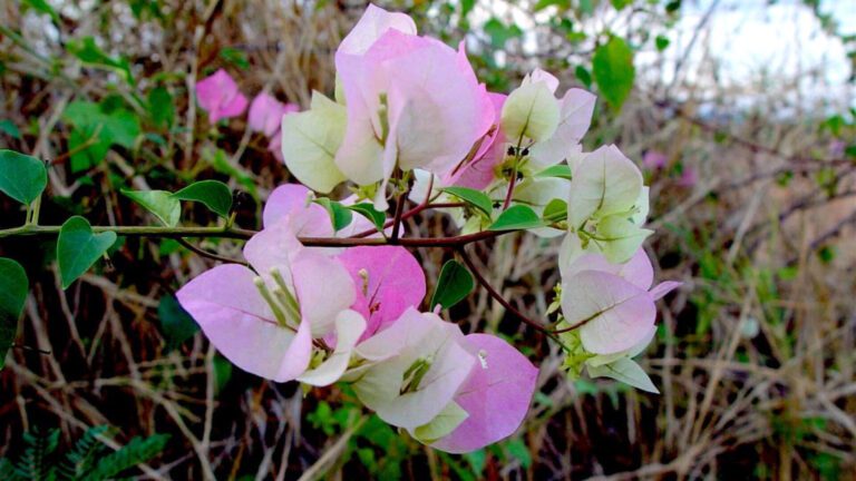 Soft Pink Bougainvillea Flower HD Wallpaper
