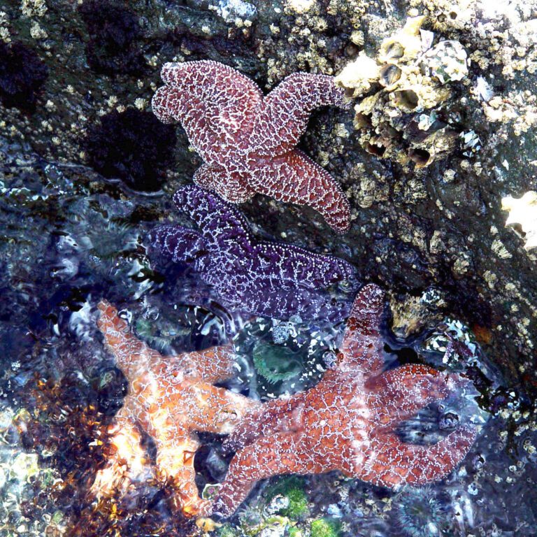 Colorful Starfish in Tidepool – Marine Life Detail
