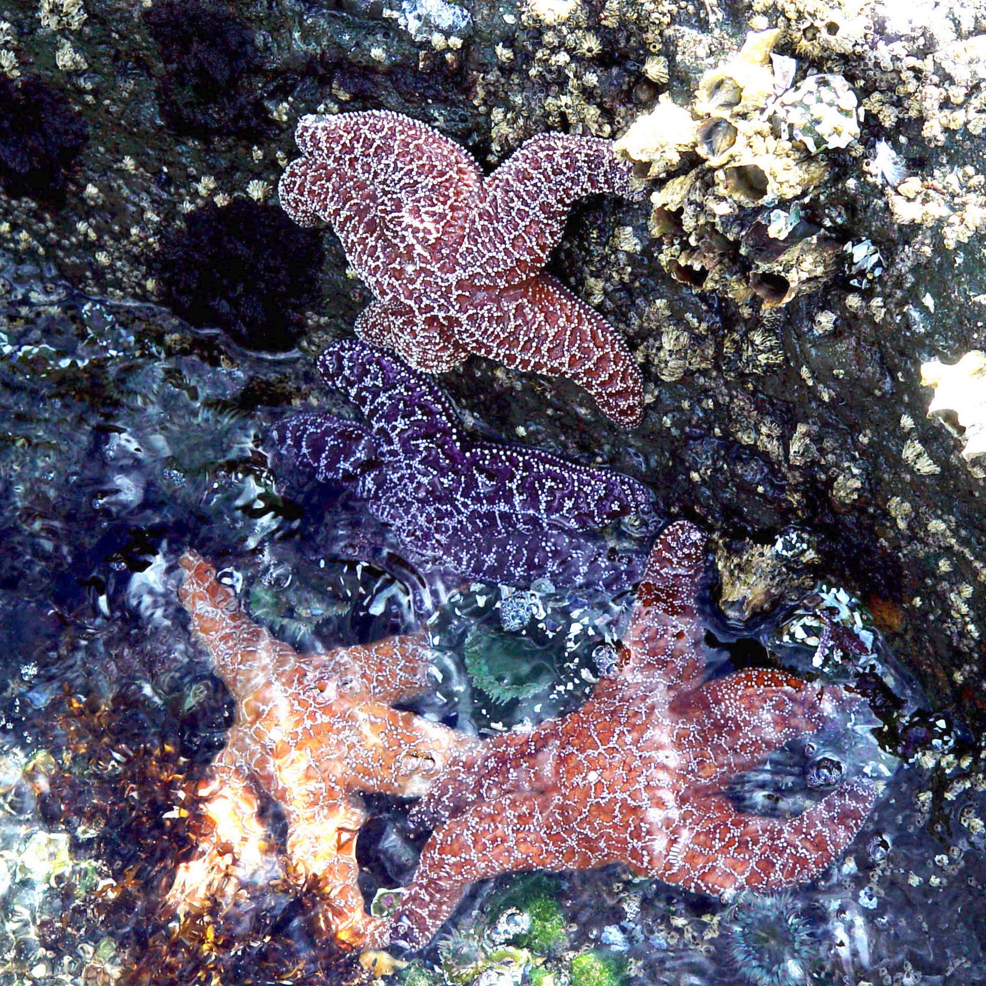 Colorful Starfish in Tidepool – Marine Life Detail