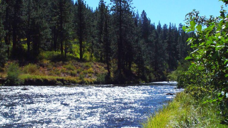 Sunlit River with Sparkling Water and Forest Edge – QHD Wallpaper