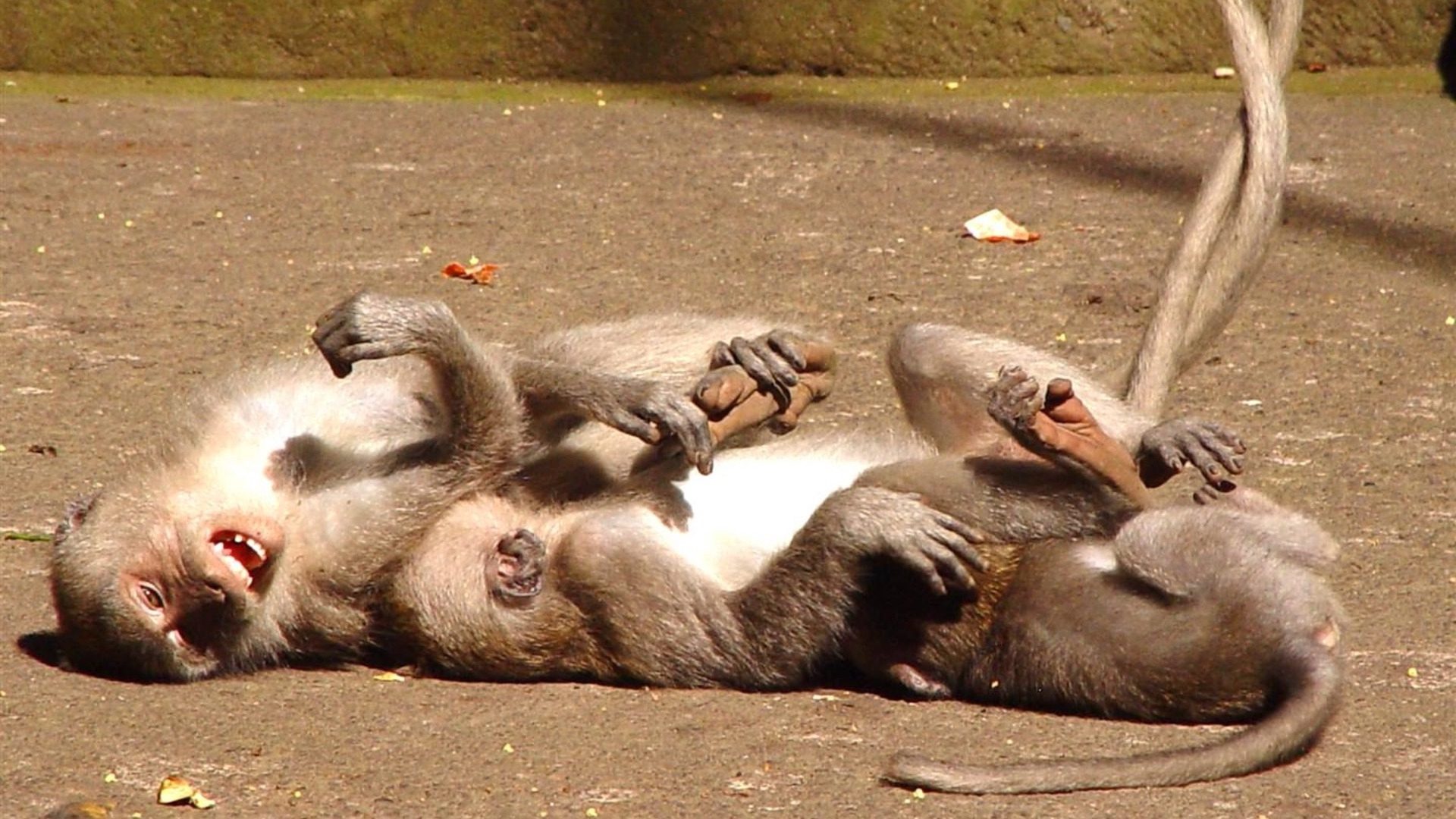 Three Monkeys Playing on Ground Wildlife HD Wallpaper