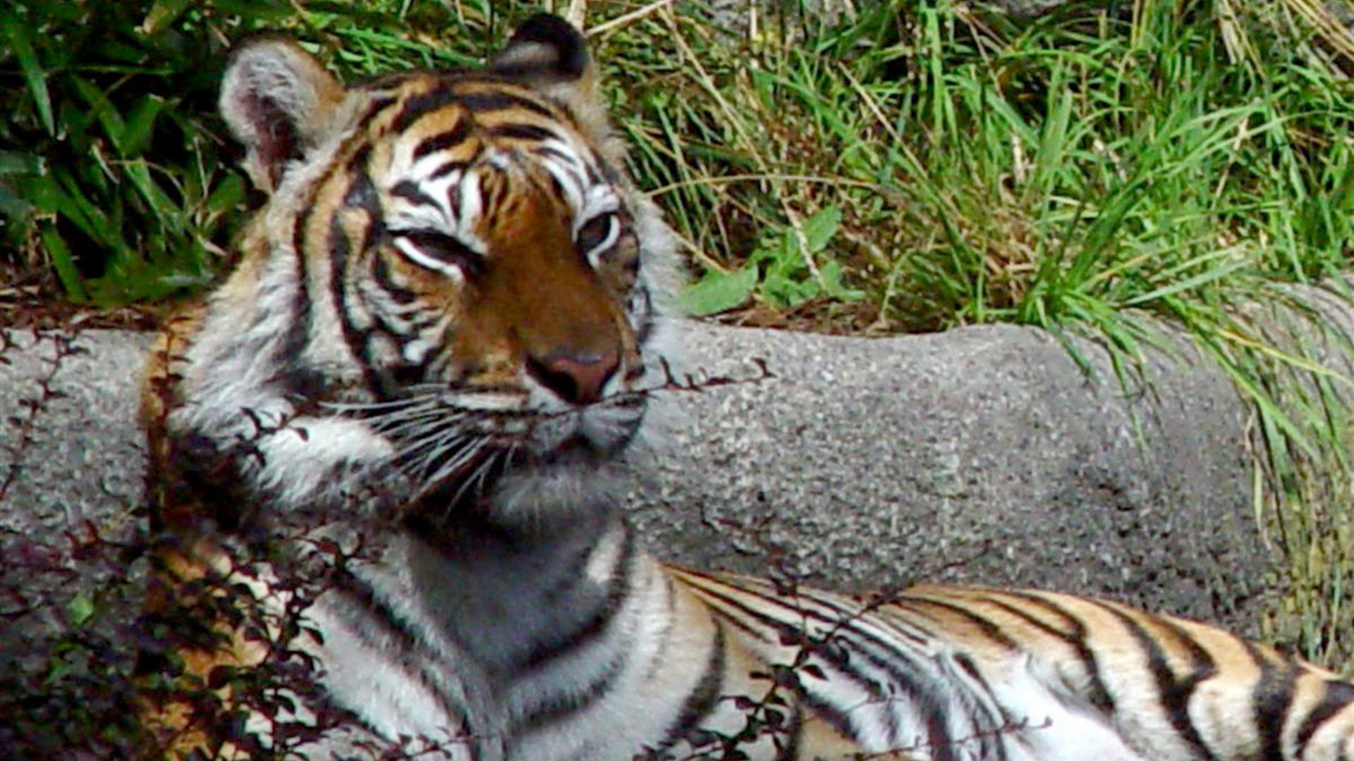 Tiger Resting in Grass Wildlife Big Cat HD Wallpaper