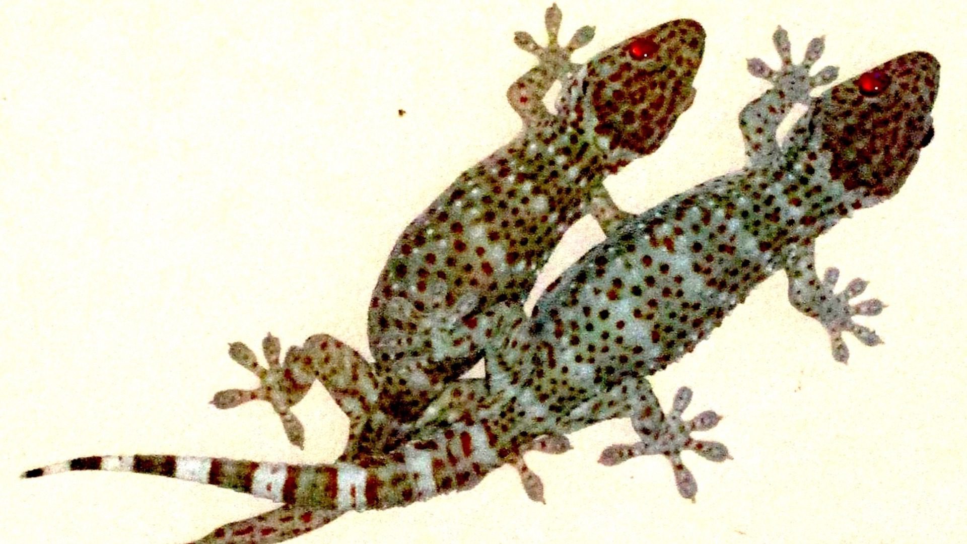 Tokay Gecko Pair on Wall Close-Up Reptile Wallpaper
