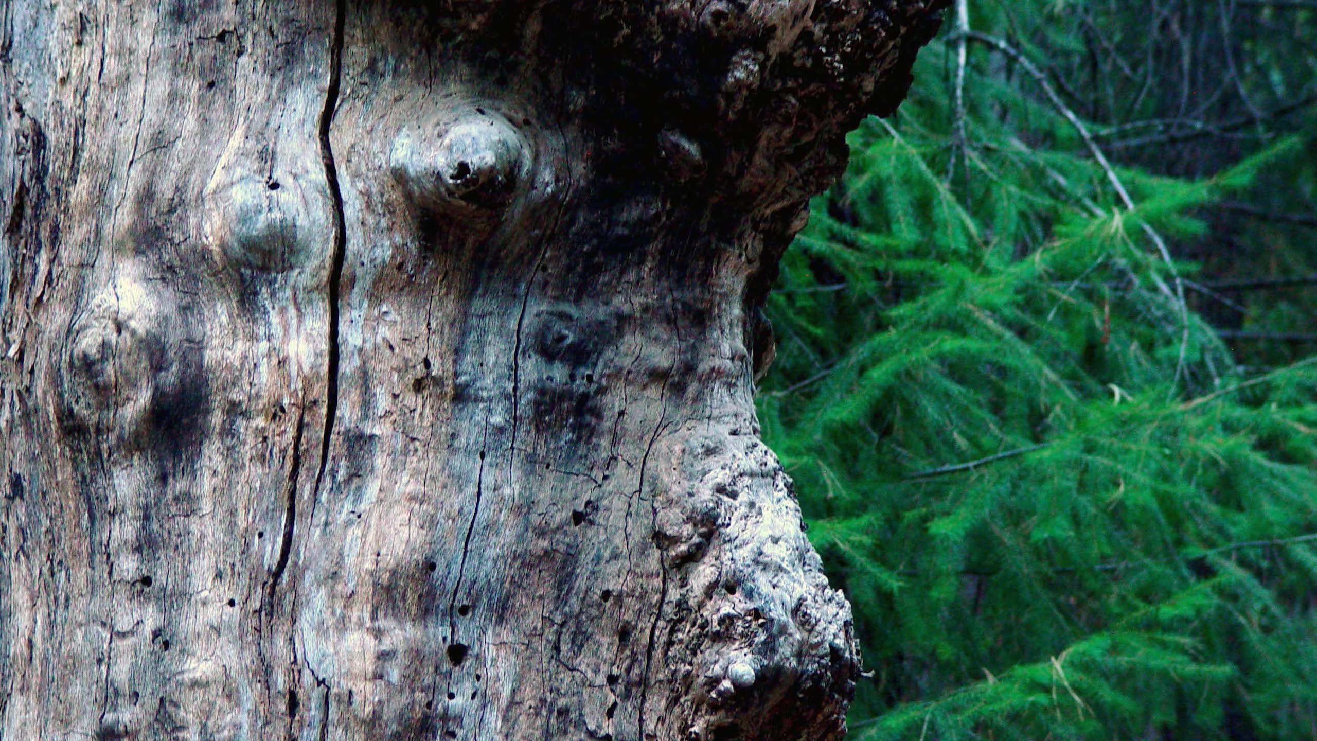Tree Burl Texture HD Wallpaper | Natural Wood Close-Up