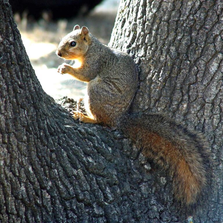 Tree Squirrel Perched on Bark in Natural Light Square Wallpaper