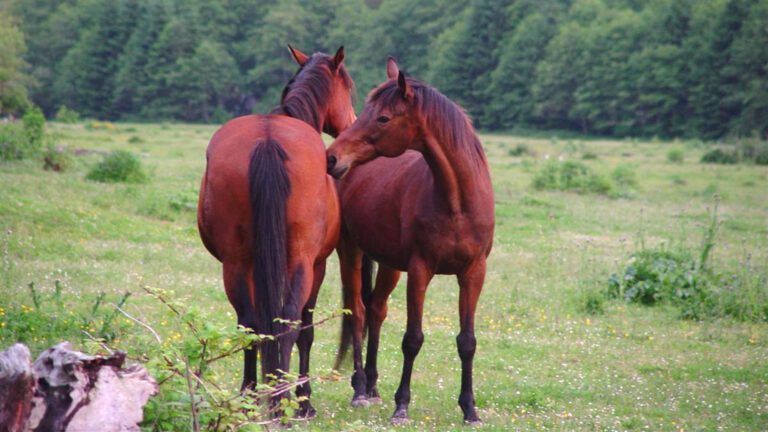 Two Horses Standing in Green Meadow Nature HD Wallpaper