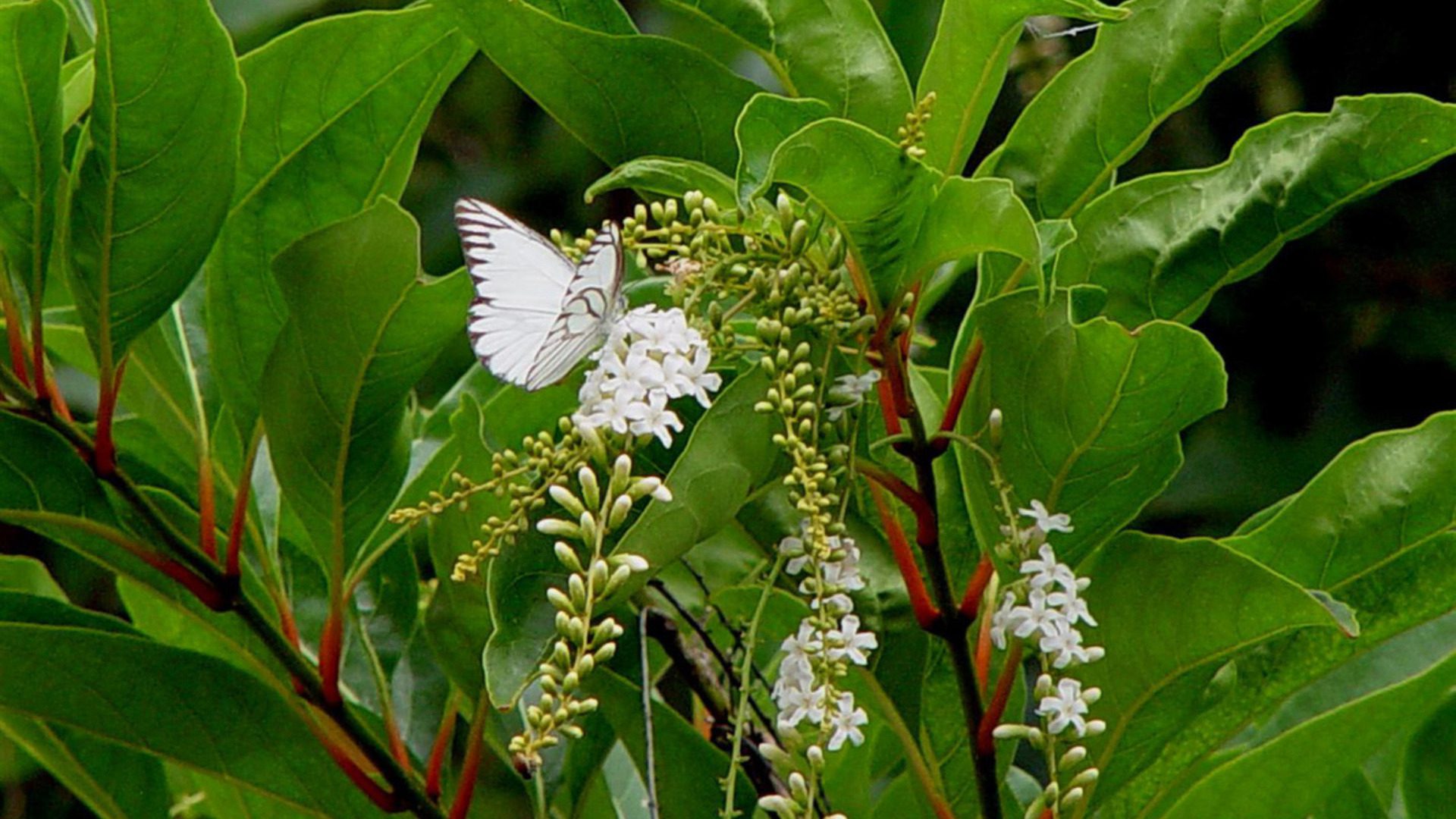 White Butterfly on Green Leaves and White Flowers Wallpaper
