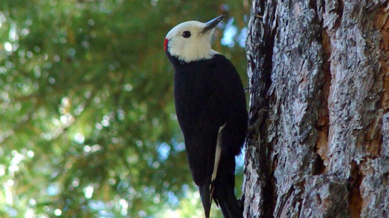 White-Headed Woodpecker on Tree Bark Forest HD Wallpaper