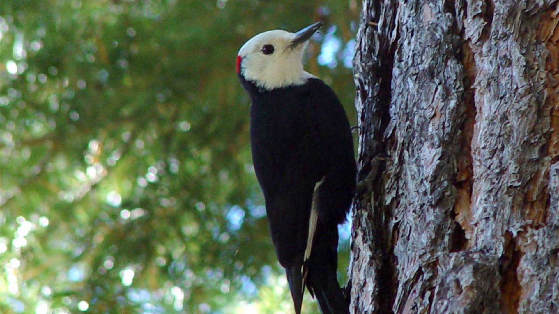 White-Headed Woodpecker on Tree Bark Forest HD Wallpaper
