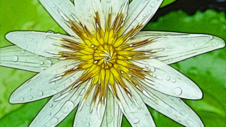 White Lotus Close-Up with Water Drops Artistic 4K Wallpaper