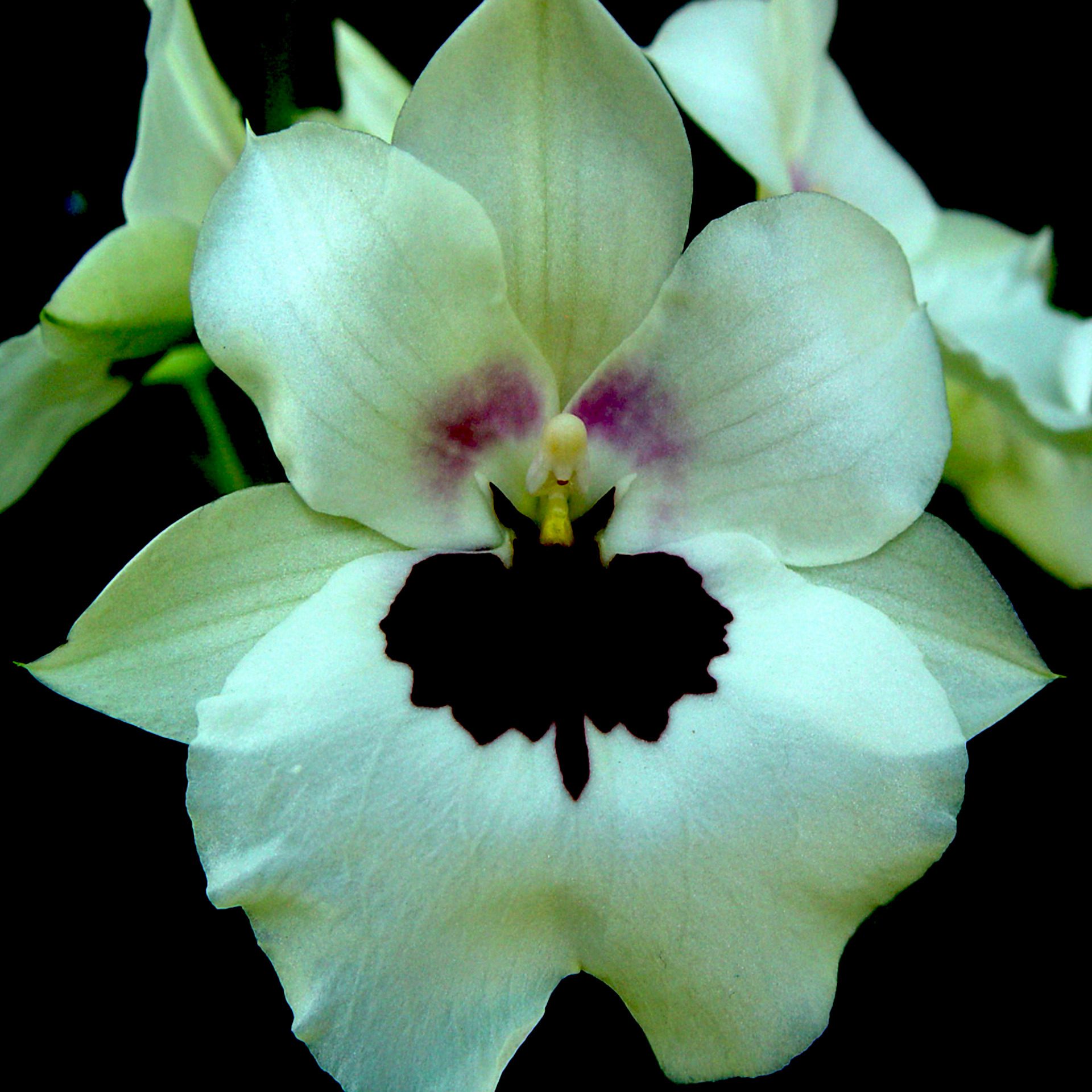 White Orchid Flower Macro on Black Background Wallpaper