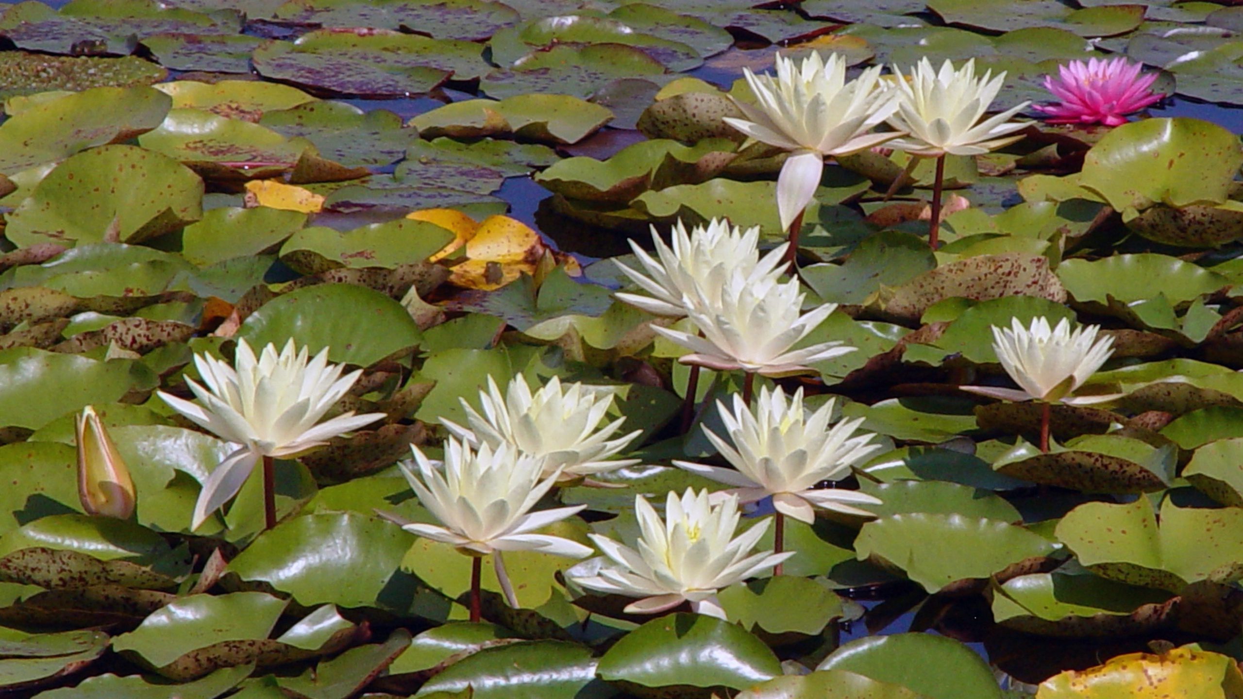 White Water Lilies on Pond QHD Wallpaper