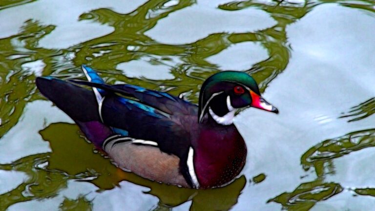 Mallard Duck Floating on Pond QHD Wallpaper