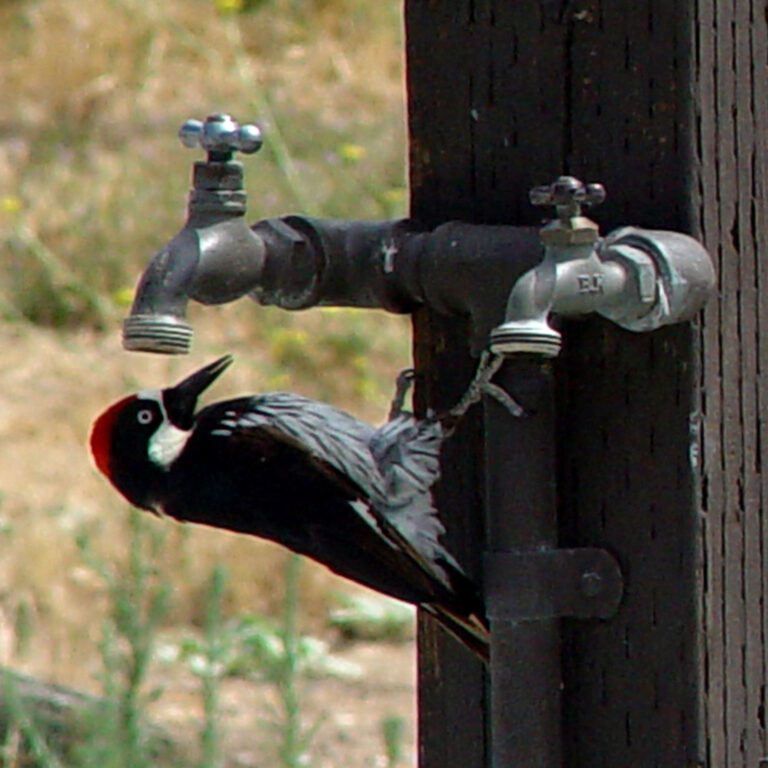 Woodpecker Drinking from Outdoor Faucet HD Wallpaper