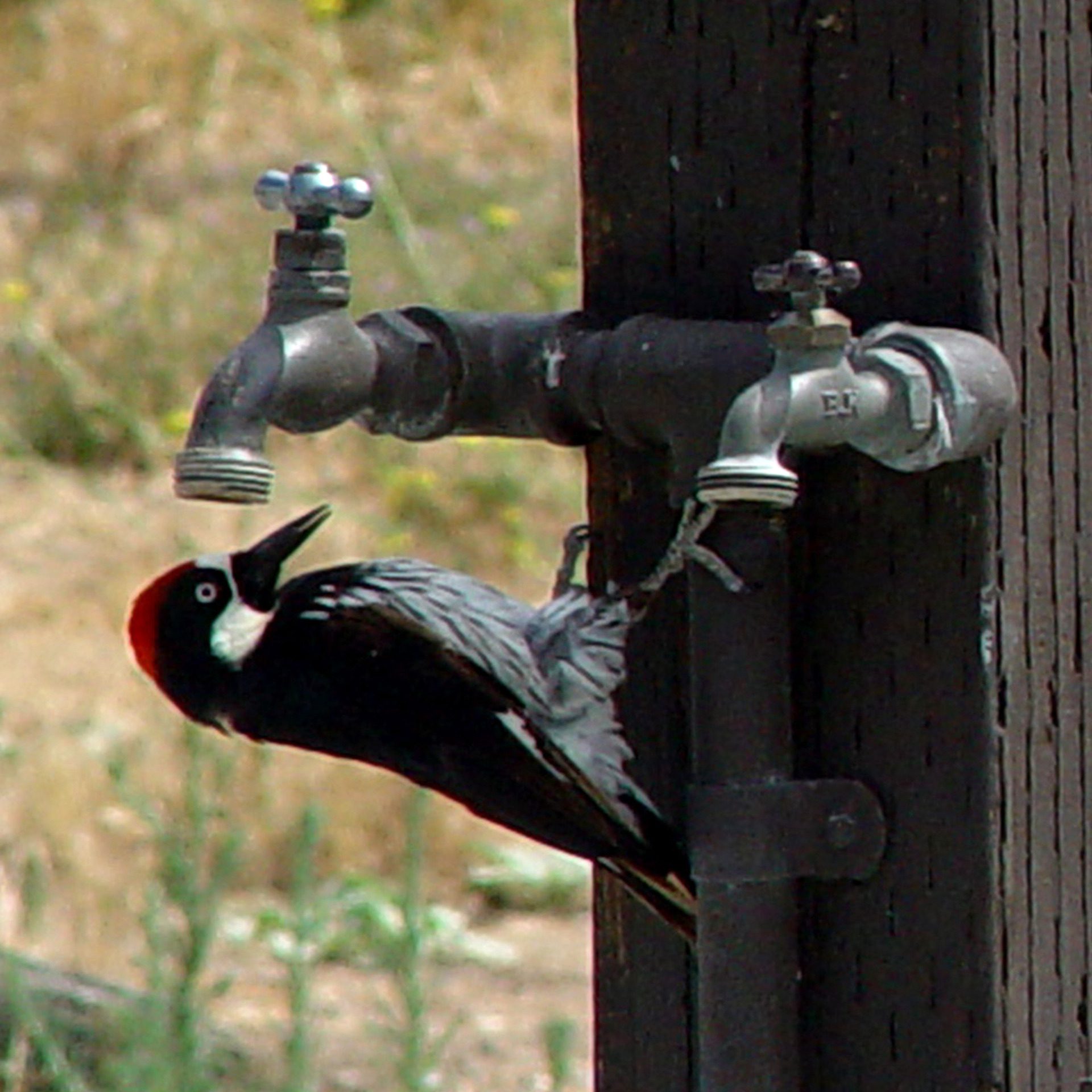 Woodpecker Drinking from Outdoor Faucet HD Wallpaper