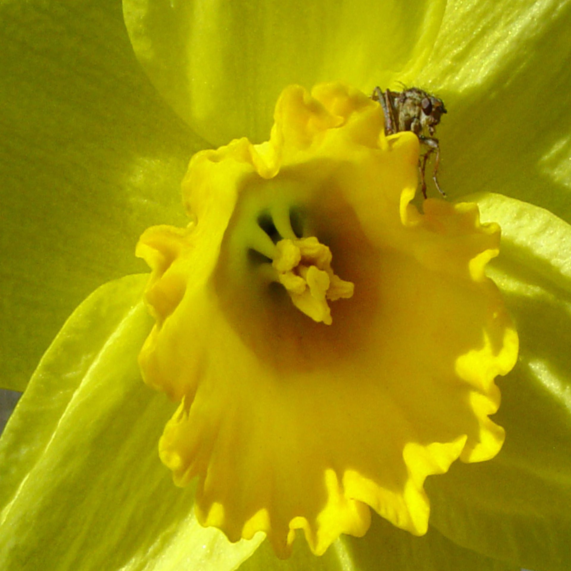 Yellow Daffodil Flower Macro with Insect Wallpaper