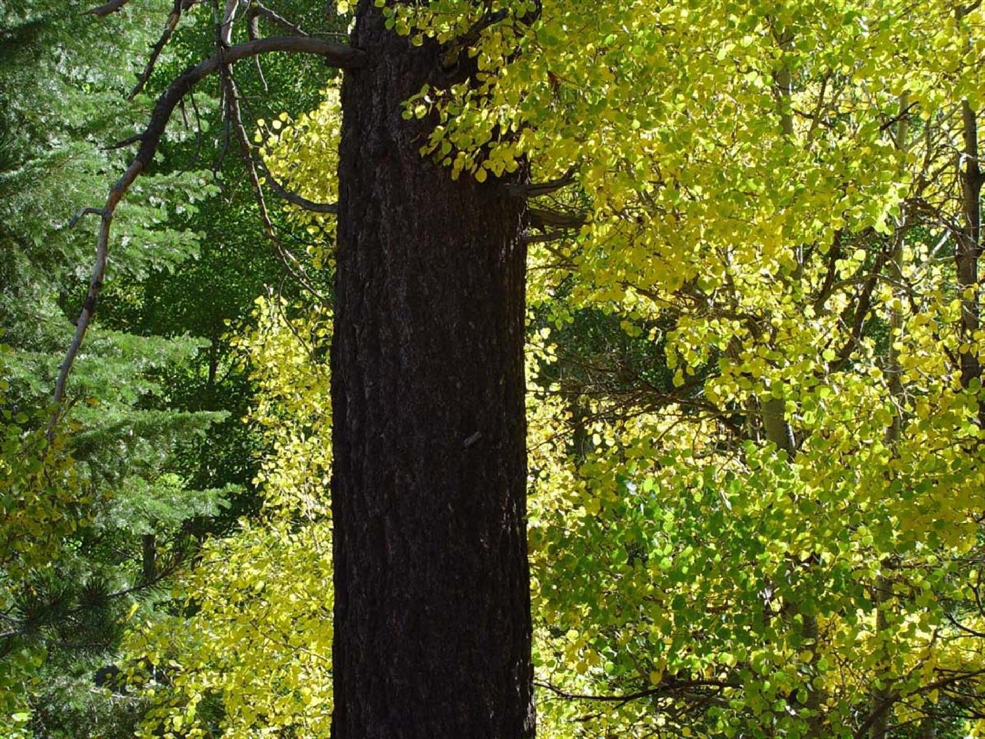 Yellow Leaves Forest HD Wallpaper | Autumn Tree Background