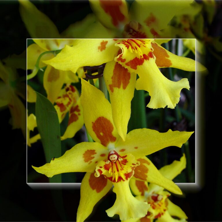 Yellow Orchids Macro Framed Artistic Square Wallpaper