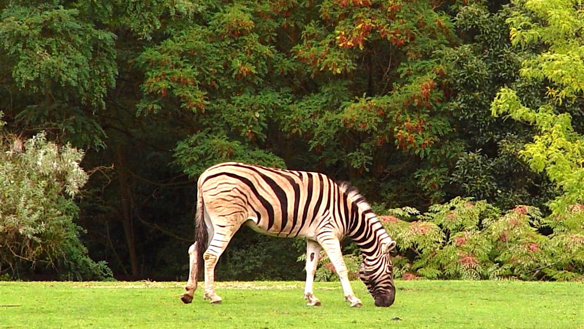 Zebra Grazing in Green Field Wildlife HD Wallpaper