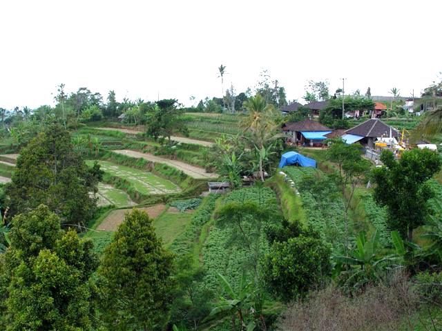 Scenic view of Bali rice fields