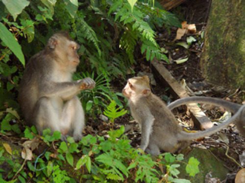 Adult monkey interacting with a younger macaque in Sacred Monkey Forest