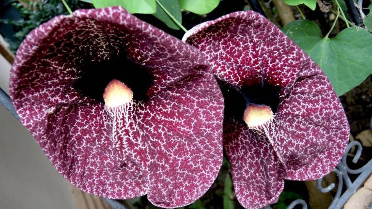 Pipevine Flower Macro – Dark Throat & Fly Pollination