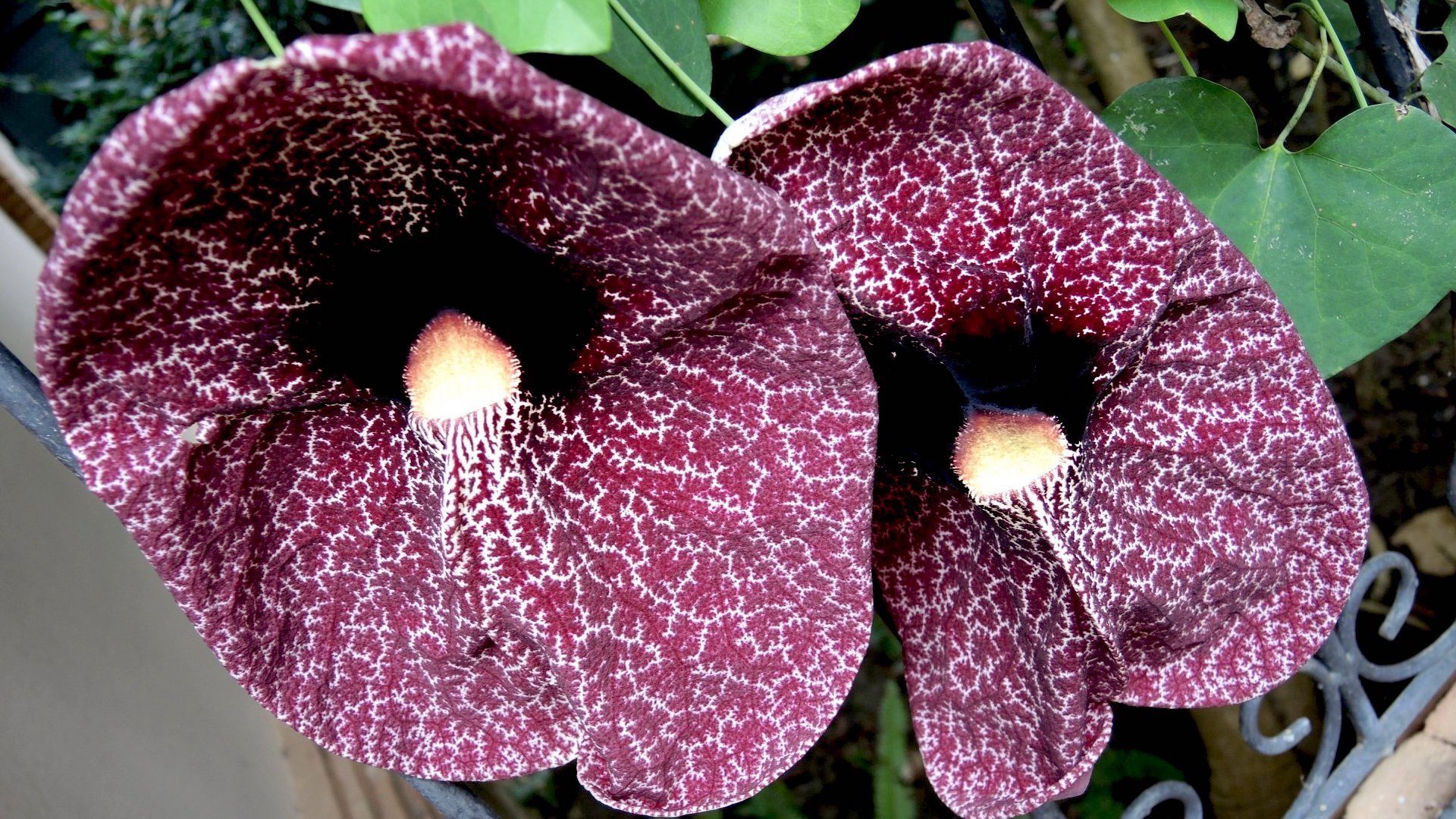 Pipevine Flower Macro – Dark Throat & Fly Pollination
