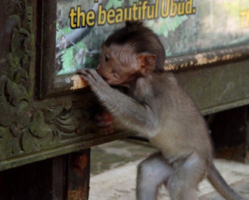 Baby monkey standing near a food dispenser in Sacred Monkey Forest Ubud