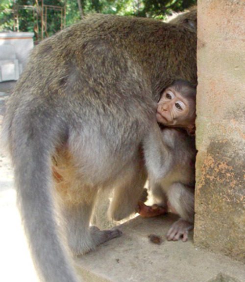 Baby monkey peeking out from beside an adult macaque in Ubud