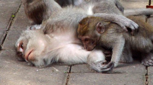 Baby monkey resting beside an adult macaque in Sacred Monkey Forest