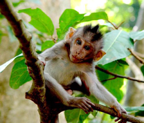 Baby macaque climbing a tree branch in Sacred Monkey Forest